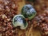  (Trichoderma sp. CA03 - FDS-CA-08074)  @11 [ ] by (2024) Mandy Hackney Fungal Diversity Survey