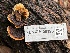  ( - FDS-CA-08123)  @11 [ ] by-nc (2024) Damon Tighe Fungal Diversity Survey
