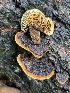  ( - FDS-CA-08123)  @11 [ ] by-nc (2024) Damon Tighe Fungal Diversity Survey