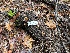  ( - FDS-CA-08123)  @11 [ ] by-nc (2024) Damon Tighe Fungal Diversity Survey