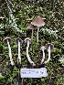  ( - FDS-CA-07402)  @11 [ ] by-nc (2024) Dean Lyons Fungal Diversity Survey