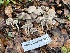  ( - FDS-CA-07404)  @11 [ ] by-nc (2024) Dean Lyons Fungal Diversity Survey