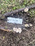  ( - FDS-CA-07407)  @11 [ ] by-nc (2024) Dean Lyons Fungal Diversity Survey