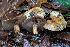  (Calonarius cracens - FDS-CA-07401)  @11 [ ] by-nc (2024) Dean Lyons Fungal Diversity Survey