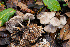  ( - FDS-CA-07404)  @11 [ ] by-nc (2024) Dean Lyons Fungal Diversity Survey