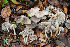  ( - FDS-CA-07404)  @11 [ ] by-nc (2024) Dean Lyons Fungal Diversity Survey