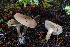  ( - FDS-CA-07405)  @11 [ ] by-nc (2024) Dean Lyons Fungal Diversity Survey