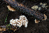  (Lentinellus sp. CA02 - FDS-CA-07407)  @11 [ ] by-nc (2024) Dean Lyons Fungal Diversity Survey