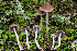  ( - FDS-CA-07402)  @11 [ ] by-nc (2024) Dean Lyons Fungal Diversity Survey