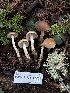  ( - FDS-CA-07414)  @11 [ ] by-nc (2024) Dean Lyons Fungal Diversity Survey