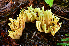  ( - LA-F-000330)  @11 [ ] by-nc (2023) Christian Schwarz Fungal Diversity Survey