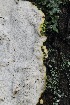  ( - FDS-CA-06551)  @11 [ ] by-nc (2024) Taye Bright Fungal Diversity Survey