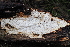  ( - FDS-CA-06551)  @11 [ ] by-nc (2024) Taye Bright Fungal Diversity Survey