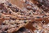  (Phacidiales - FDS-CA-06535)  @11 [ ] by-nc (2024) Taye Bright Fungal Diversity Survey