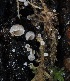  ( - FDS-CA-06538)  @11 [ ] by-nc (2024) Taye Bright Fungal Diversity Survey