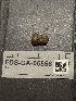 ( - FDS-CA-06556)  @11 [ ] by-nc (2024) Taye Bright Fungal Diversity Survey