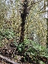  ( - FDS-CA-07108)  @11 [ ] by (2024) Mandy Hackney Fungal Diversity Survey