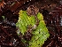  ( - FDS-CA-08031)  @11 [ ] by (2024) Mandy Hackney Fungal Diversity Survey