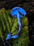  ( - FDS-CA-08031)  @11 [ ] by (2024) Mandy Hackney Fungal Diversity Survey