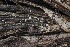  (Microscypha - FDS-CA-06554)  @11 [ ] by-nc (2024) Taye Bright Fungal Diversity Survey