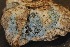  ( - FDS-CA-06556)  @11 [ ] by-nc (2024) Taye Bright Fungal Diversity Survey