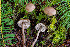  ( - FDS-CA-07447)  @11 [ ] by-nc (2024) Dean Lyons Fungal Diversity Survey