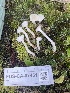  ( - FDS-CA-07451)  @11 [ ] by-nc (2024) Dean Lyons Fungal Diversity Survey