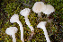  ( - FDS-CA-07451)  @11 [ ] by-nc (2024) Dean Lyons Fungal Diversity Survey