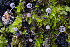  ( - FDS-CA-07499)  @11 [ ] by-nc (2024) Dean Lyons Fungal Diversity Survey