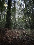  ( - FDS-CA-06559)  @11 [ ] by-nc (2024) Taye Bright Fungal Diversity Survey