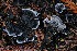  ( - FDS-CA-06559)  @11 [ ] by-nc (2024) Taye Bright Fungal Diversity Survey