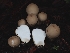  ( - FDS-CA-07114)  @11 [ ] by (2024) Mandy Hackney Fungal Diversity Survey