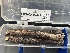  ( - FDS-CA-07444)  @11 [ ] by-nc (2024) Dean Lyons Fungal Diversity Survey