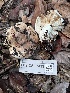  ( - FDS-CA-07439)  @11 [ ] by-nc (2024) Dean Lyons Fungal Diversity Survey