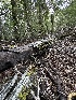  ( - FDS-CA-06568)  @11 [ ] by-nc (2024) Taye Bright Fungal Diversity Survey