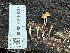  ( - FDS-CA-06568)  @11 [ ] by-nc (2024) Taye Bright Fungal Diversity Survey