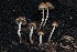  ( - FDS-CA-06568)  @11 [ ] by-nc (2024) Taye Bright Fungal Diversity Survey