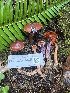  ( - FDS-CA-07435)  @11 [ ] by-nc (2024) Dean Lyons Fungal Diversity Survey