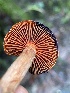  ( - FDS-CA-07435)  @11 [ ] by-nc (2024) Dean Lyons Fungal Diversity Survey