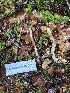  ( - FDS-CA-07418)  @11 [ ] by-nc (2024) Dean Lyons Fungal Diversity Survey