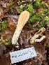  ( - FDS-CA-07457)  @11 [ ] by-nc (2024) Dean Lyons Fungal Diversity Survey
