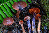  ( - FDS-CA-07435)  @11 [ ] by-nc (2024) Dean Lyons Fungal Diversity Survey