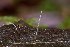  ( - FDS-CA-06665)  @11 [ ] by (2024) Justin Paulin Fungal Diversity Survey