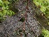  (Macrotyphula sp. PNW04 - FDS-CA-06666)  @11 [ ] by (2024) Justin Paulin Fungal Diversity Survey