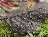  ( - FDS-CA-06665)  @11 [ ] by (2024) Justin Paulin Fungal Diversity Survey