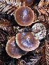  ( - FDS-CA-08138)  @11 [ ] by-nc (2024) Damon Tighe Fungal Diversity Survey