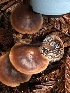  ( - FDS-CA-08138)  @11 [ ] by-nc (2024) Damon Tighe Fungal Diversity Survey
