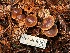  ( - FDS-CA-08138)  @11 [ ] by-nc (2024) Damon Tighe Fungal Diversity Survey