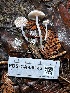  ( - FDS-CA-08143)  @11 [ ] by-nc (2024) Damon Tighe Fungal Diversity Survey