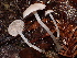  (Entoloma sp. CA72 - FDS-CA-08143)  @11 [ ] by-nc (2024) Damon Tighe Fungal Diversity Survey